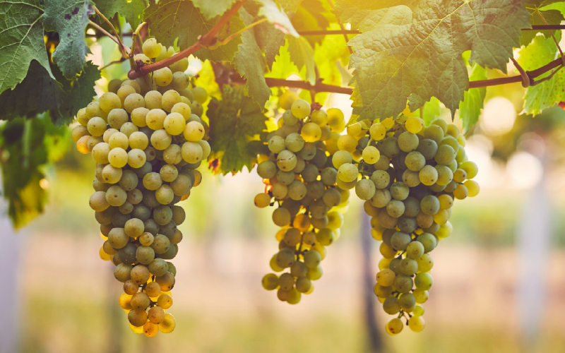 GrapeUP transforma resíduos da uva em valor